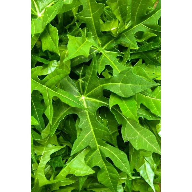 

daun pepeya