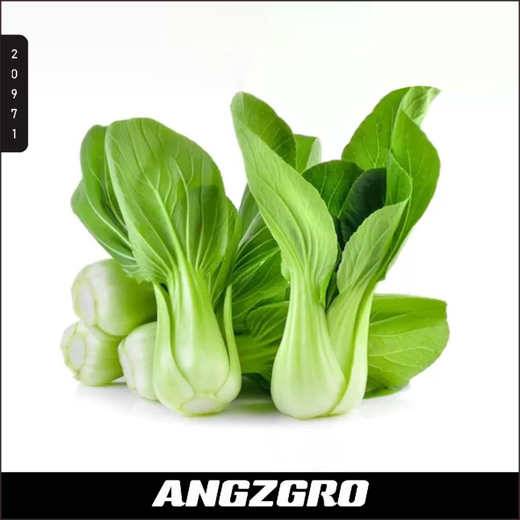 

Sayur Pak Coy / Sawi Daging 250 Gr