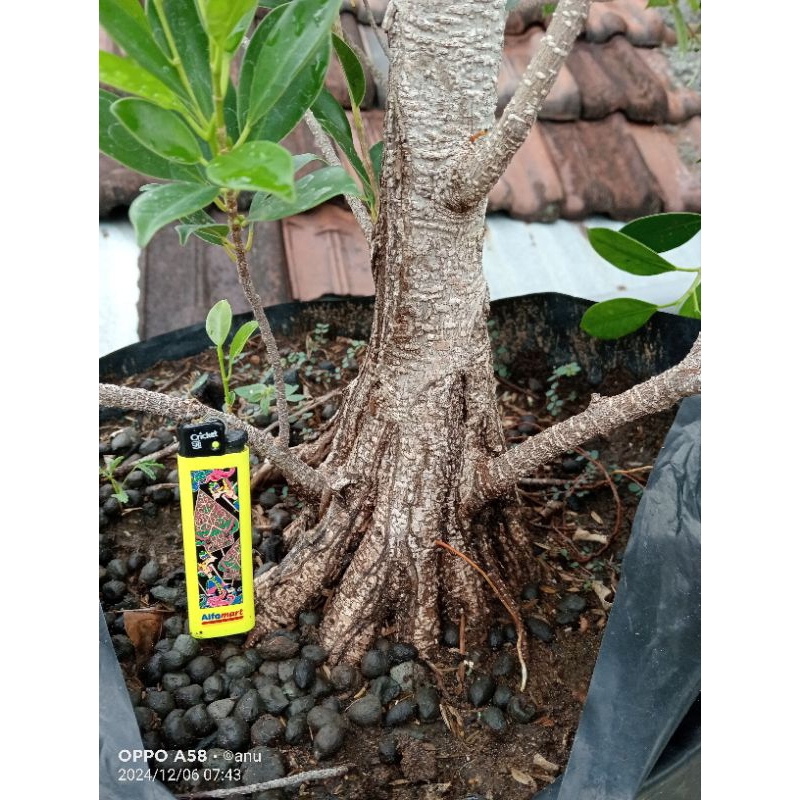 kimeng pecah batang 16