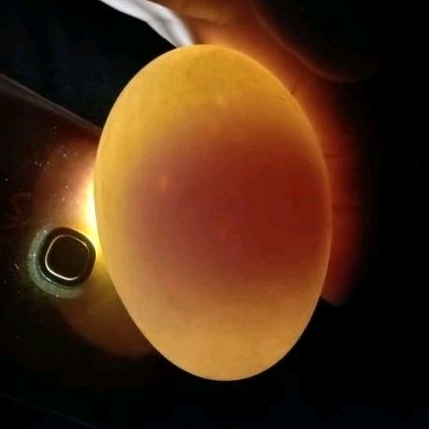 

Telur Angsa / Soang fresh untuk konsumsi jamu program hamil