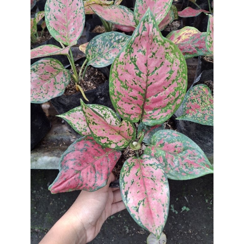 Tanaman Aglonema Dut Anjamani Remaja