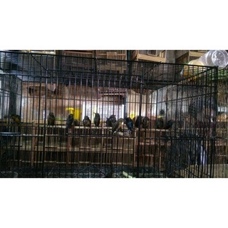 Konin Ijoan Natuna Body Big Palmerah