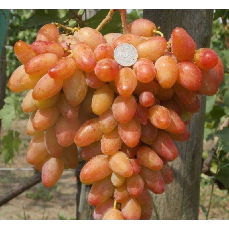 Bibit anggur dixon berbuah manis