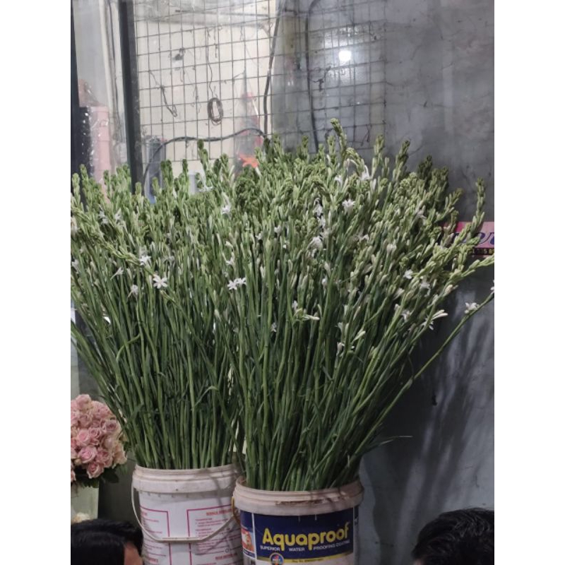 SEDAP MALAM/BUNGA POTONG