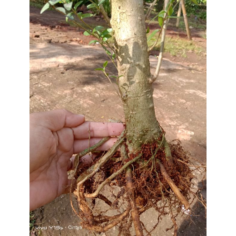 bonggol anting putri