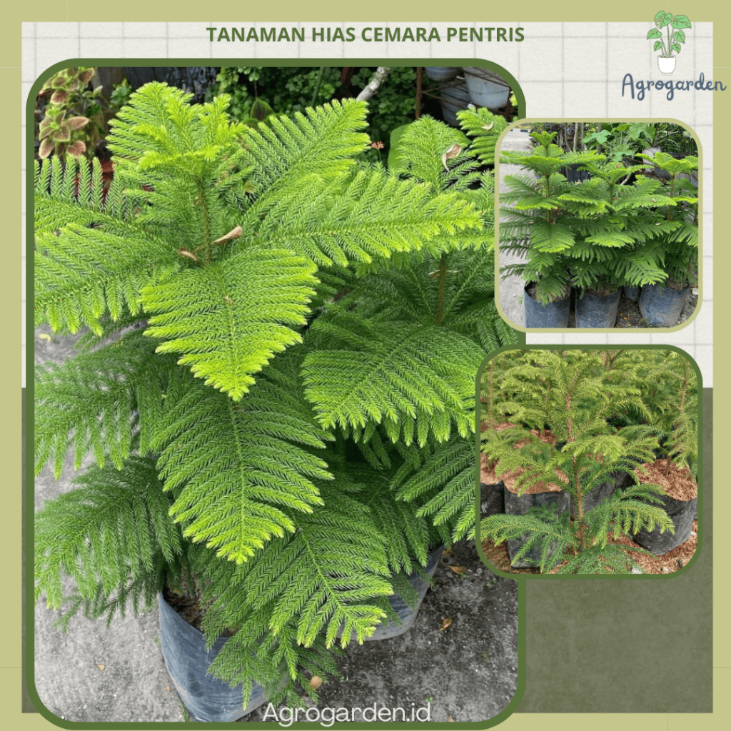 Tanaman Hias Cemara Pentris - Tanaman Hidup CEMARA NORFOLK - Pohon Cemara PENTRIS - Tanaman Hias Cem