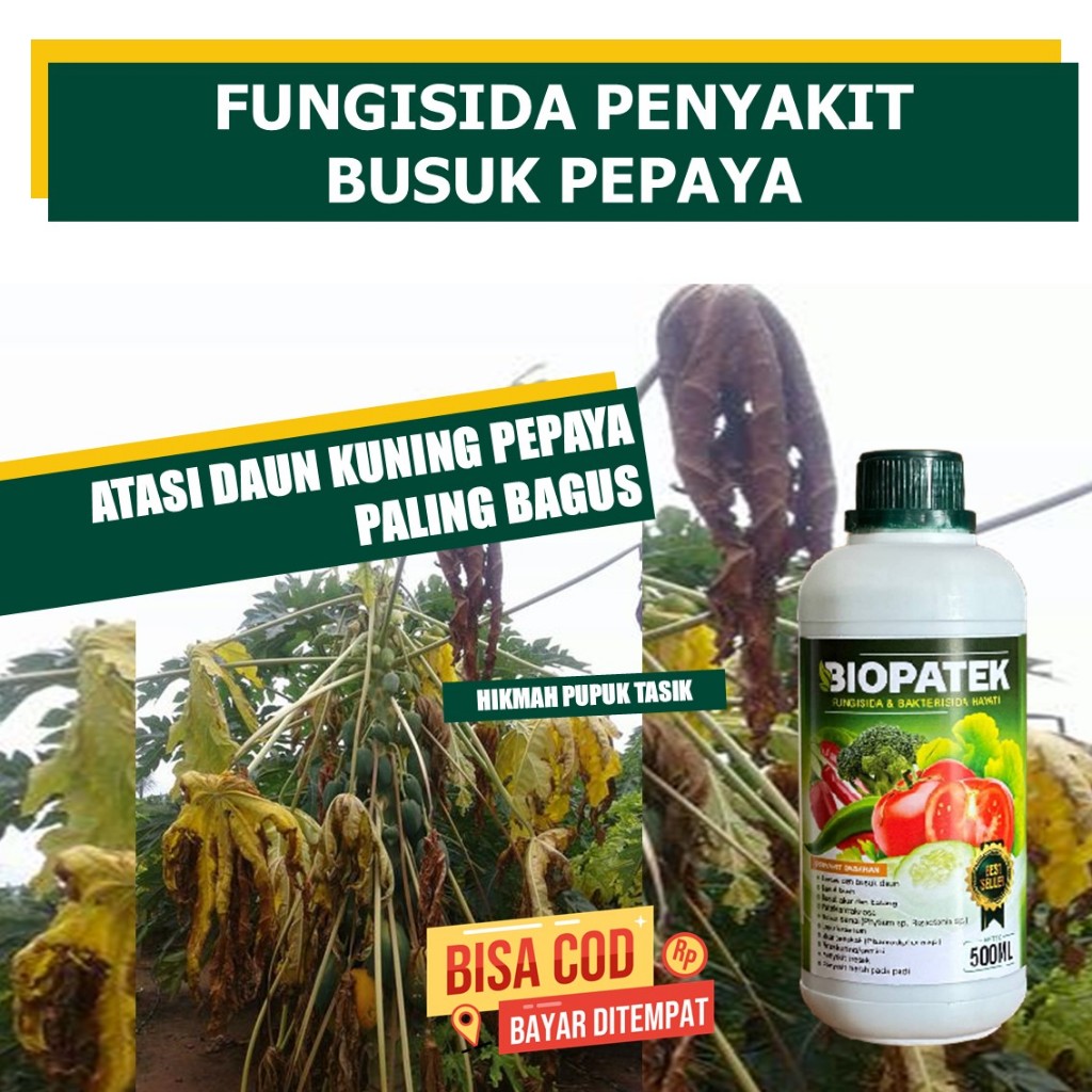 PROMO TERLARIS PUPUK ORGANIK VIRUS DAUN KUNING PEPAYA 500 ML BIOPATEK MENGATASI VIRUS KUNING PADA TA
