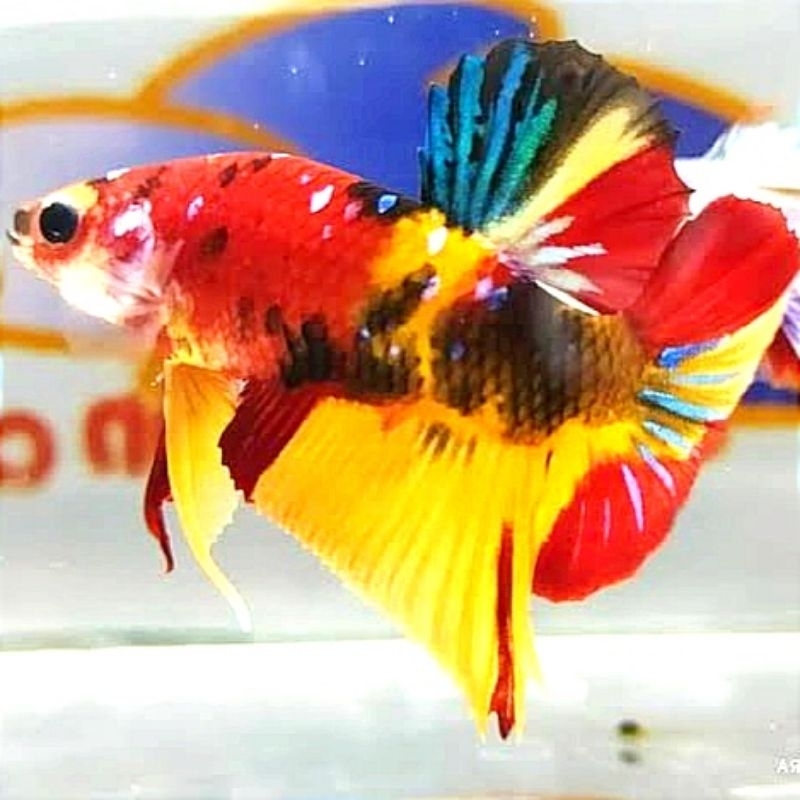 Plakat Hiasan Kamar Yellow Base Multicolor Male/Female