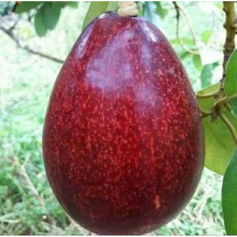 bibit alpukat red vietnam