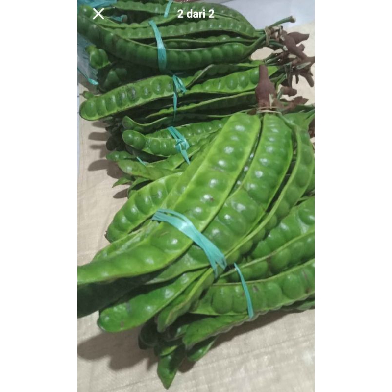 

Pete murah per ikat= 10 lonjor/papan.