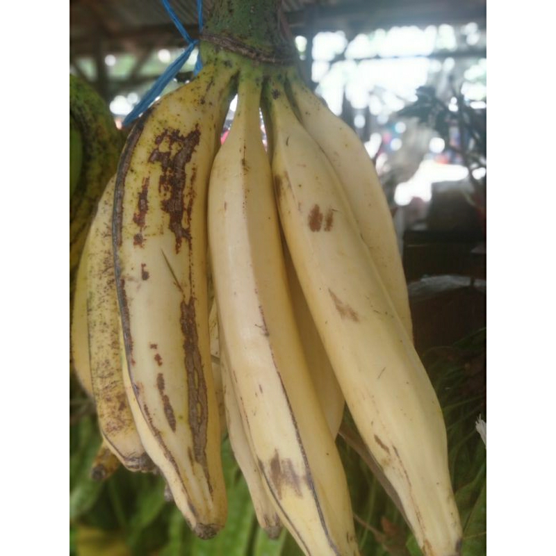 

PISANG TANDUK MADU SUPER 1 TANDAN ISI 10 BUAH PICS