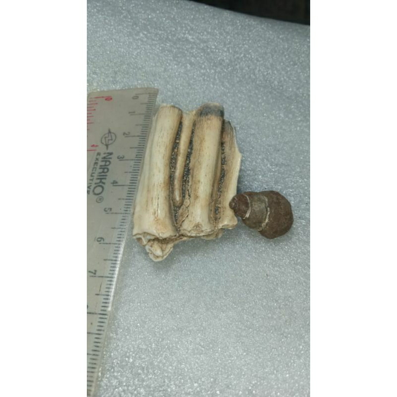 keong buntet dan gigi purba