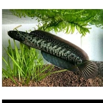 

CHANA RSP KALIMAYA - KADO HIASAN AQUARIUM UKURAN 6-8 CM