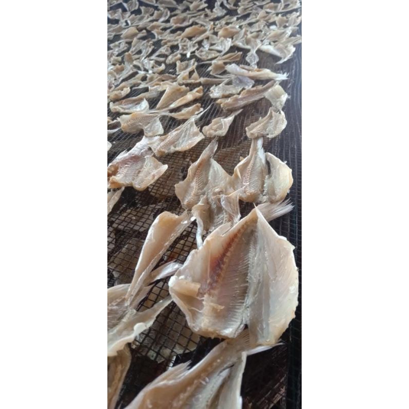 

IKAN ASIN GULAMA / IKAN ASIN KEPALA BATU BELAH