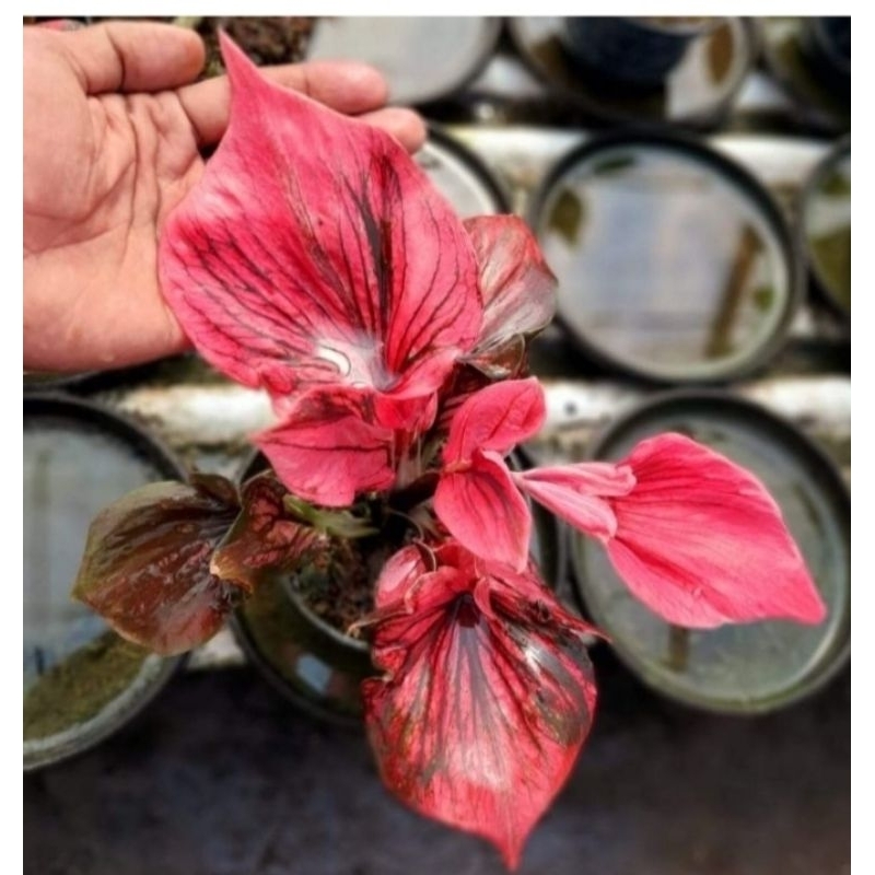 caladium red kujang