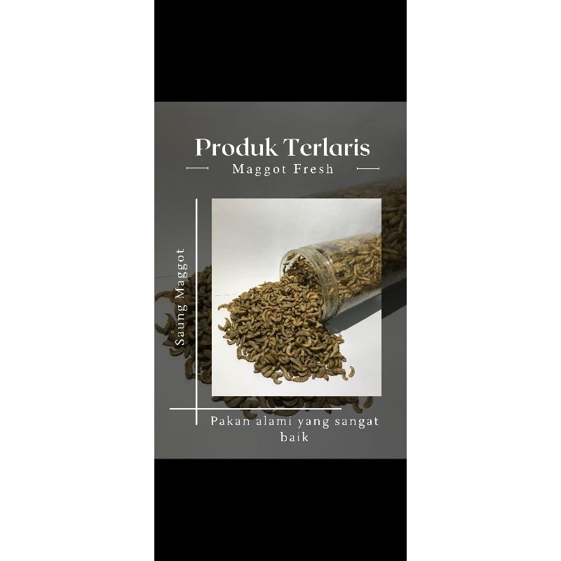 magot hidup masih fresh 500 g