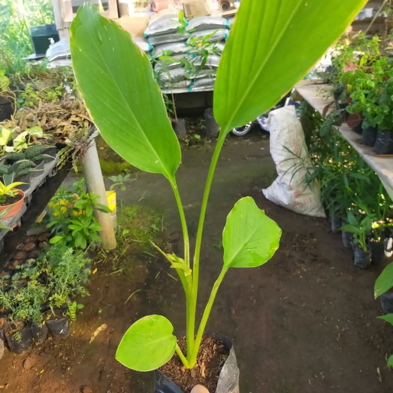 

BIBIT KUNYIT MERAH. BIBIT POLYBAG