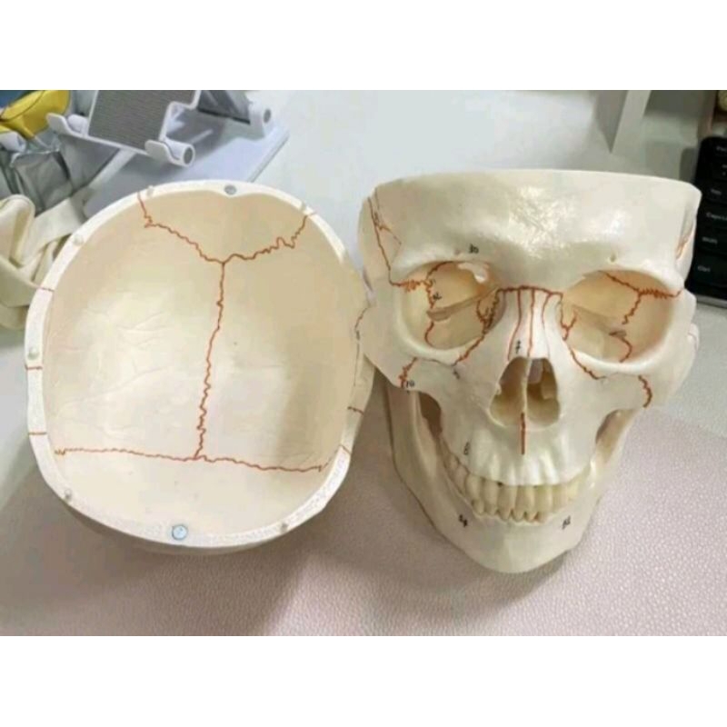 kepala tengkorak manusia dewasa/alat peraga pendidikan/tengkorak