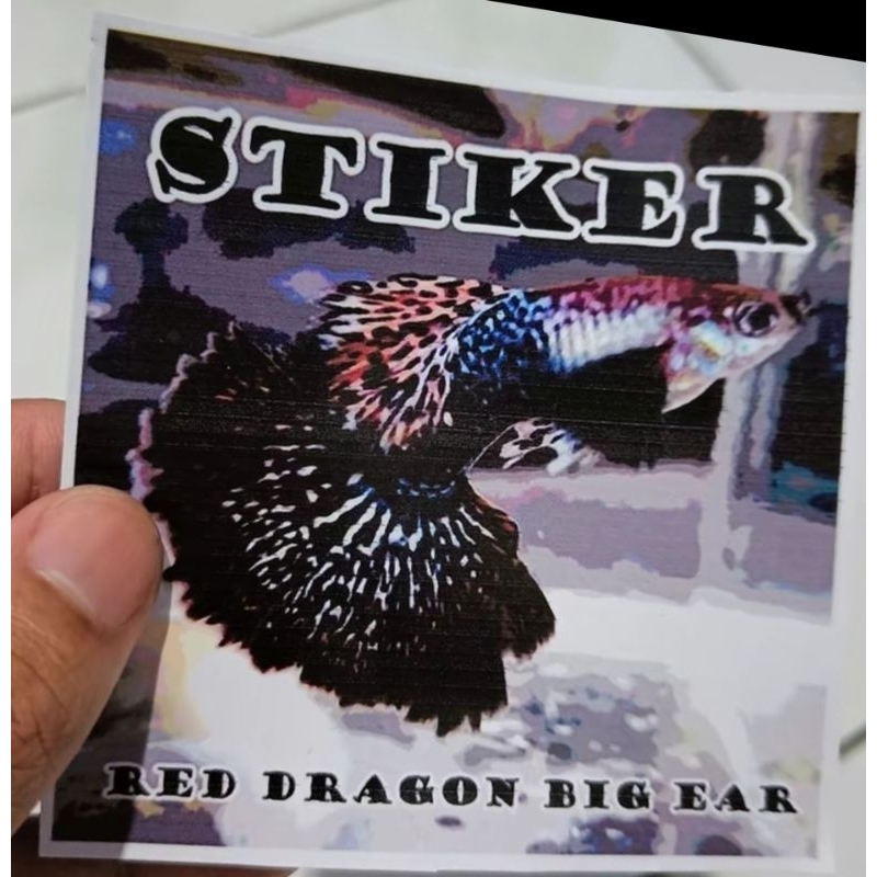 

Stiker Guppy Dragon Big Ear (medium)
