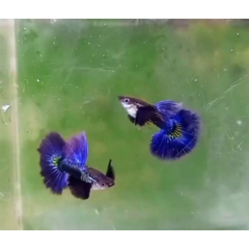 patung_Guppy_purple_dragon_DE