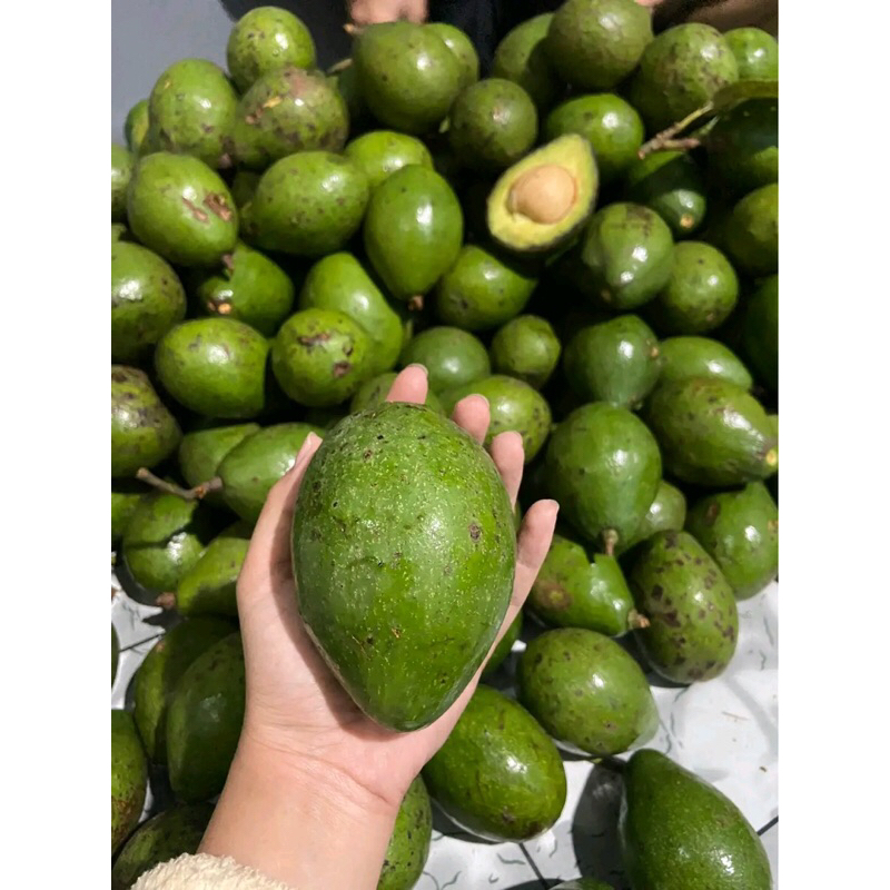 

Alpukat Mentega Super Premium Isi 234 Buah Perkilo Daging Tebal