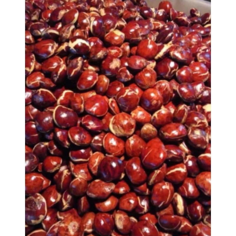 

Ssl09 JENGKOL PULEN HASIL KEBUN SENDIRI