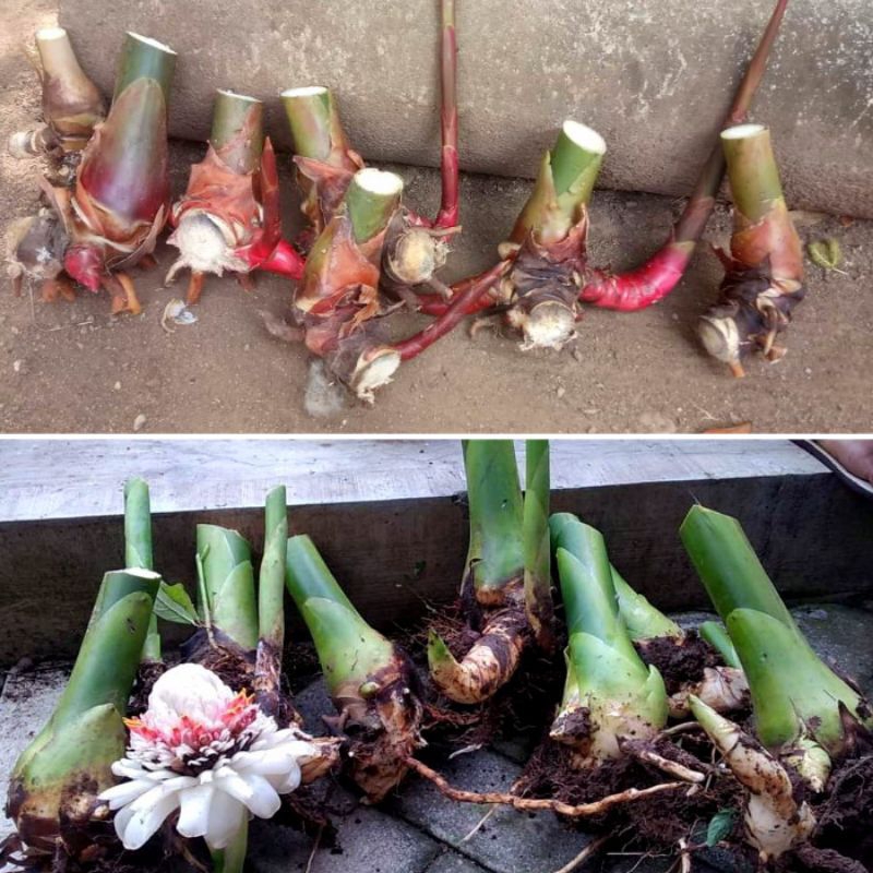 bibit kecombrang merah dan hijau putih/1batang bibit