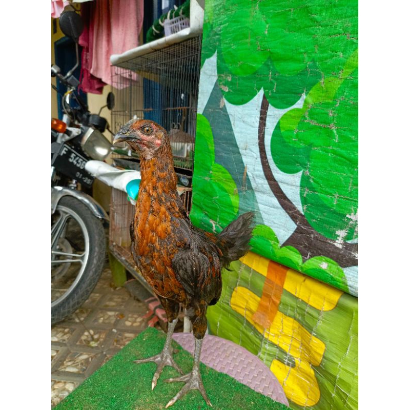 Anak ayam pelung jumbo super  per ekor plung asli ayam pelung hitam ekor pitik ayam pelung asli jumb