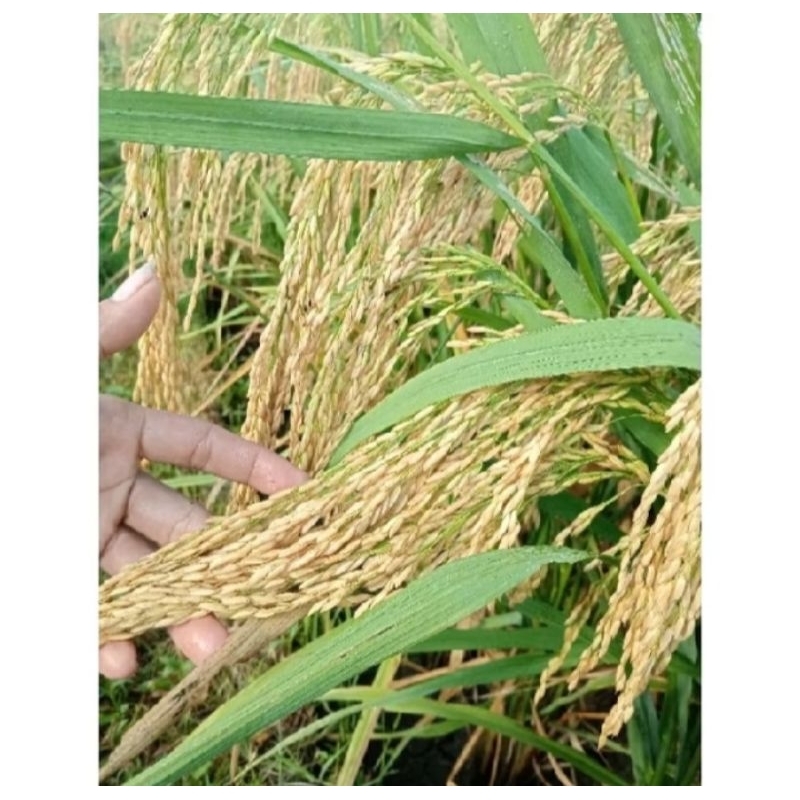 BENIH PADI SIGUPAI 01 KEMASAN 5KG