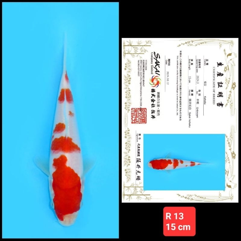 ikan koi doitsu kohaku sanke showa kode R 01 dari 06