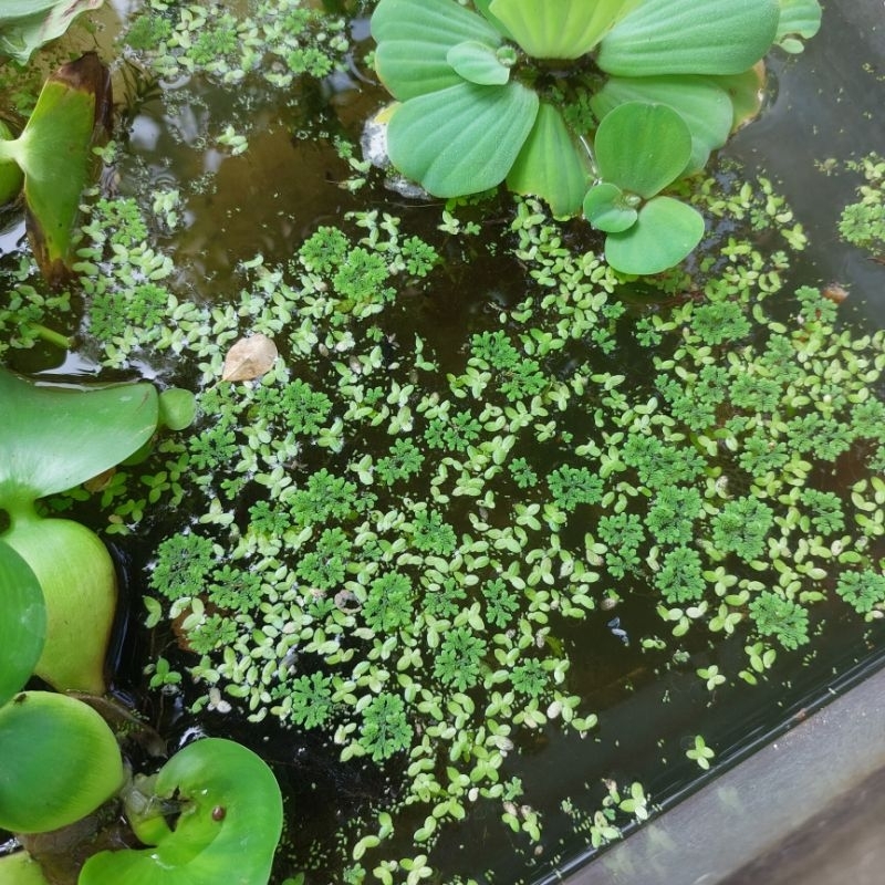 Az1 lemna Minor + Wolffia + Azolla siap Budidaya 100ml [ FREE PACKING BERGARANSI] Tanaman Kolam Air 