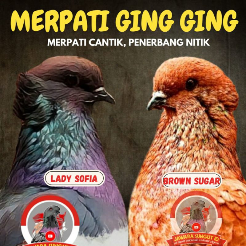 JUAL MERPATI GING GING ASLI MADURA, BRONGSONG , JAWA SUNGUT
