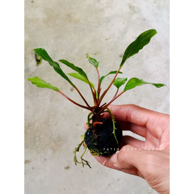 Anubias sp hemolomena media wabikusa