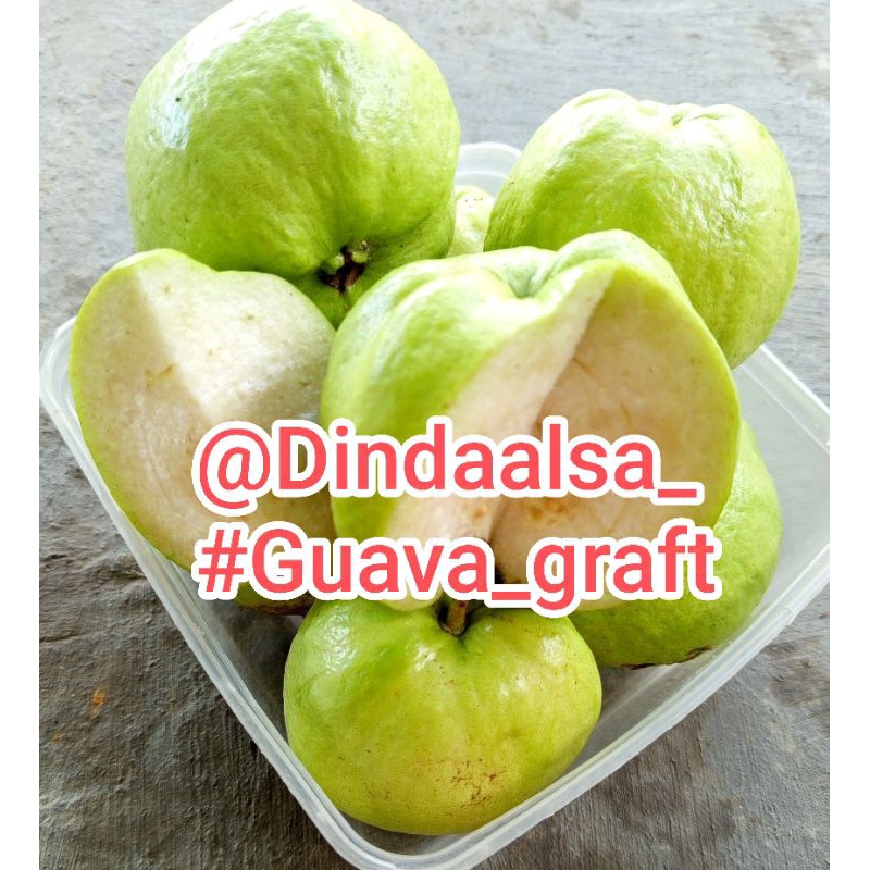 

jambu kristal 1 kg berkualitas