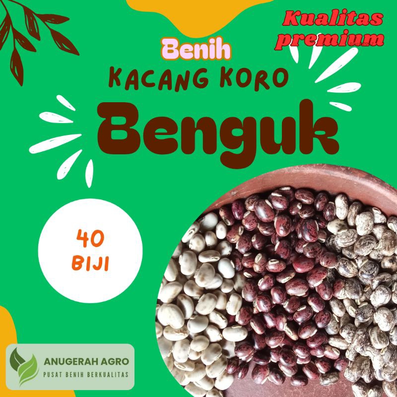 Isi 40 biji Benih Benguk / Koro benguk / Koro babi kualitas super premium
