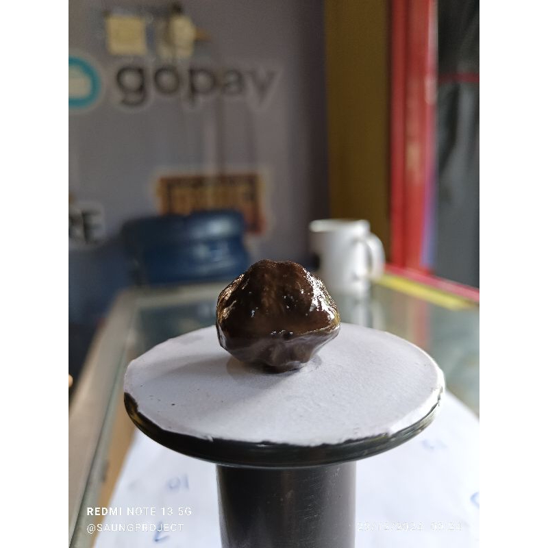 muncang adu anak marjudi/pedang