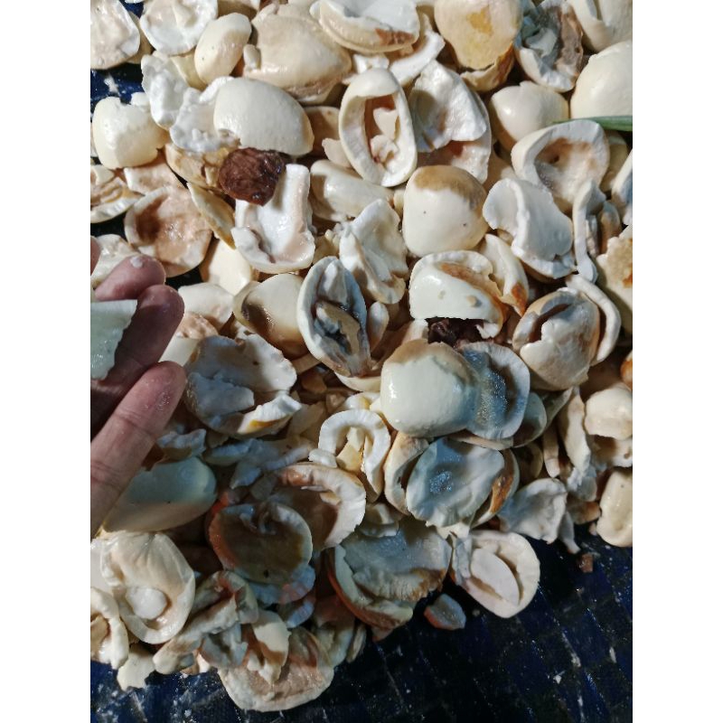 

picung keluwek muda 250gr mang sayur