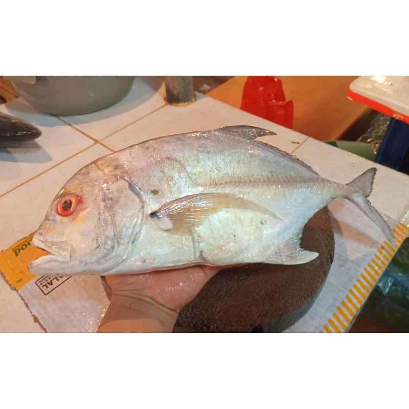 

ikan kue segar 1.kg - 1,5kg