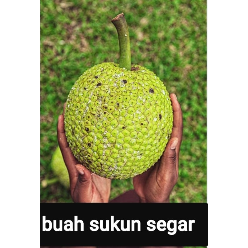 

buah sukun segar