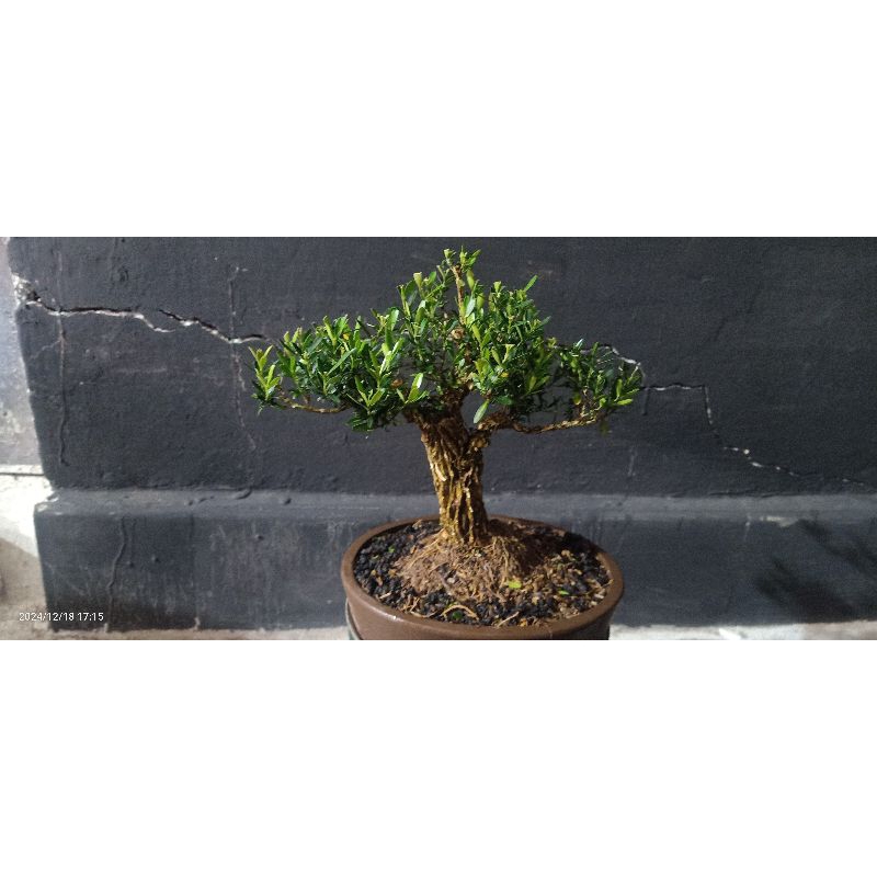 bonsai boxus siap pajang