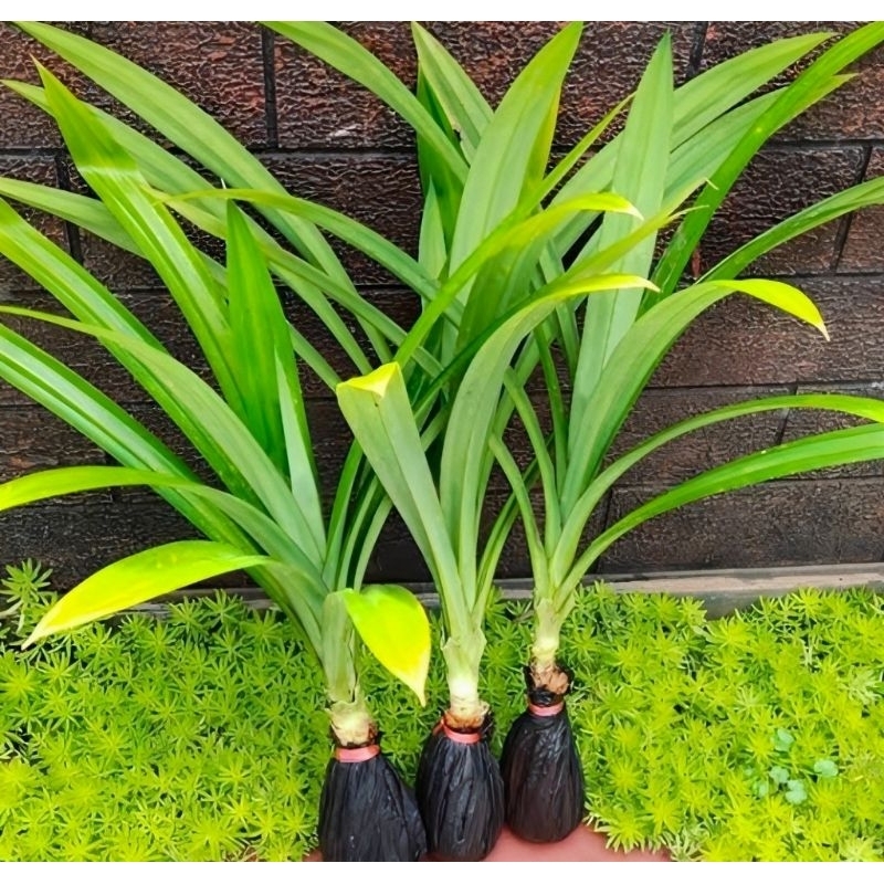 

Bibit pandan wangi/Daun pandan/Pohon pandan/Tanaman pandan wangi-+herbal, Pandan wangi penyedap rasa makanan