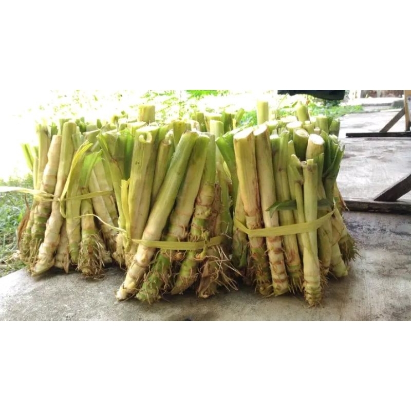 bibit odot