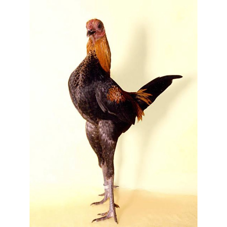 

TELUR FERTIL AYAM HIAS MODERN GAME BANTAM MGB UNTUK DI TETASKAN