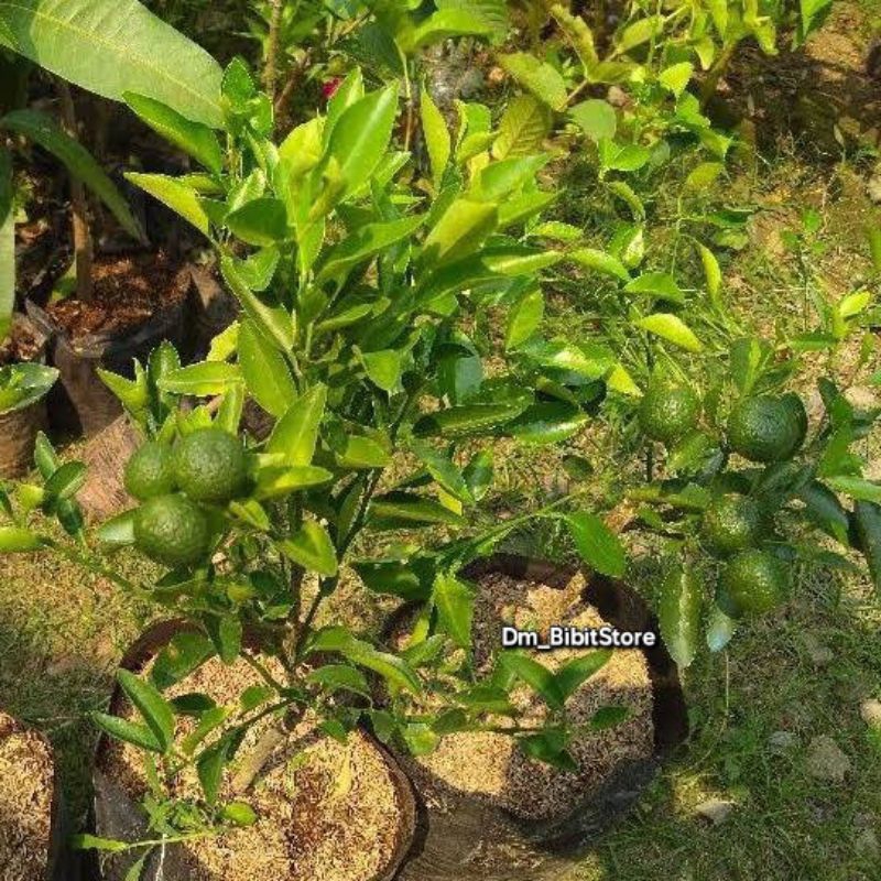 Bibit Jeruk Sambel Limau Kondisi Berbuah | Bibit Jeruk Limo | Jeruk Limau Berbuah