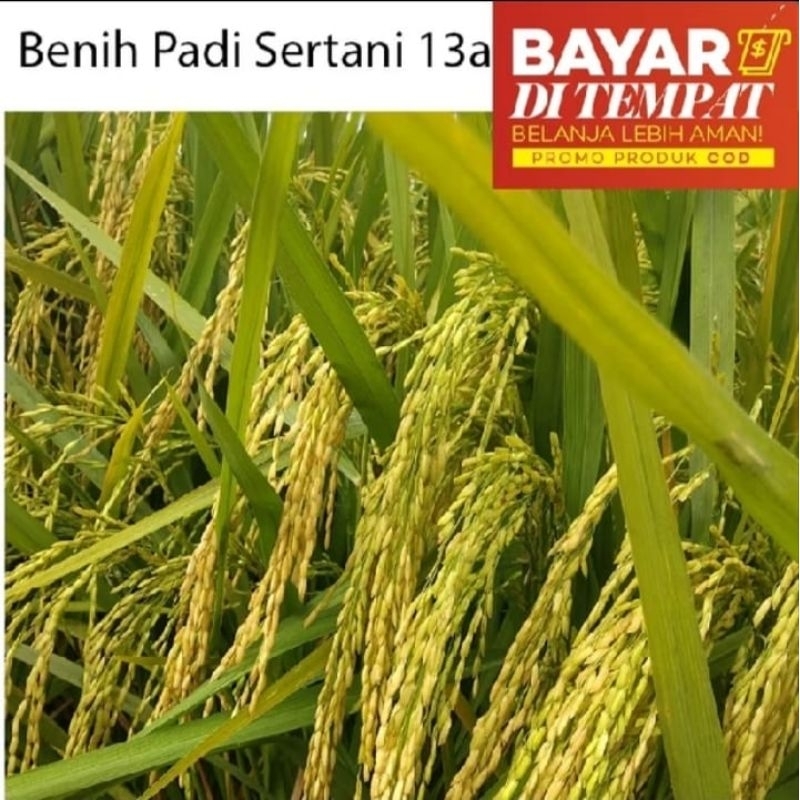 BENIH PADI SERTANI 13 KEMASAN 5KG