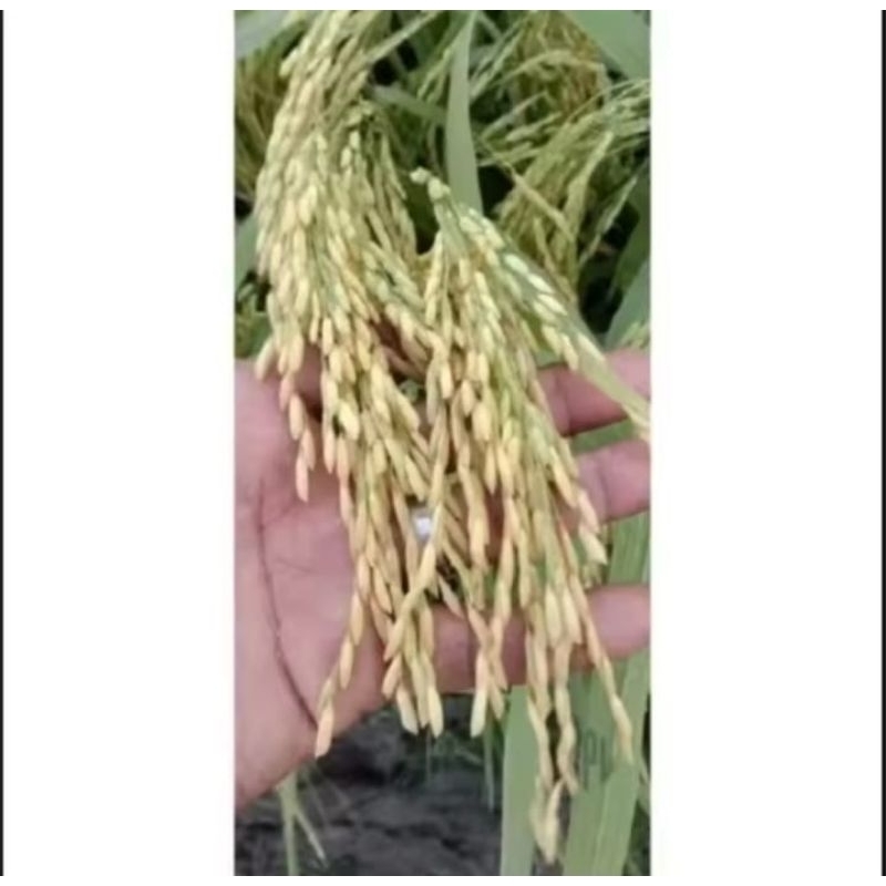 BENIH PADI MR 337 KEMASAN 5KG