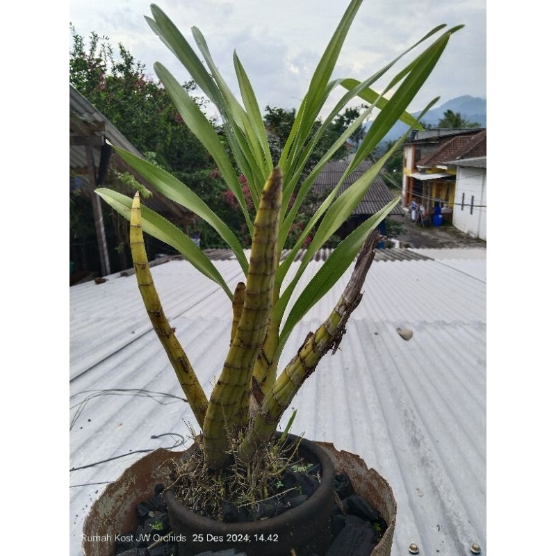 Anggrek Tebu Philippines