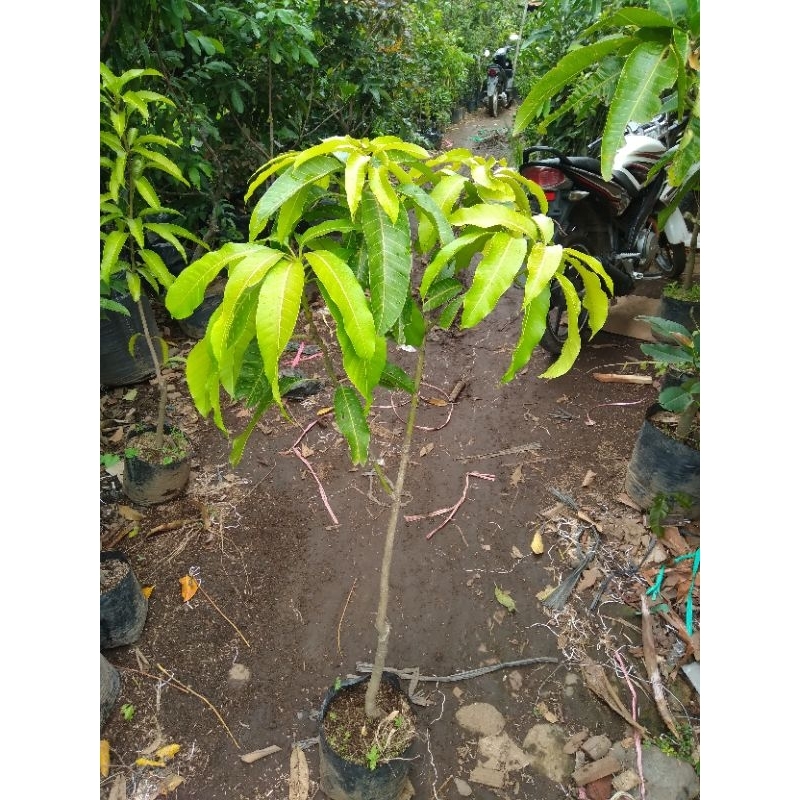 Bibit mangga okyong/golek madu