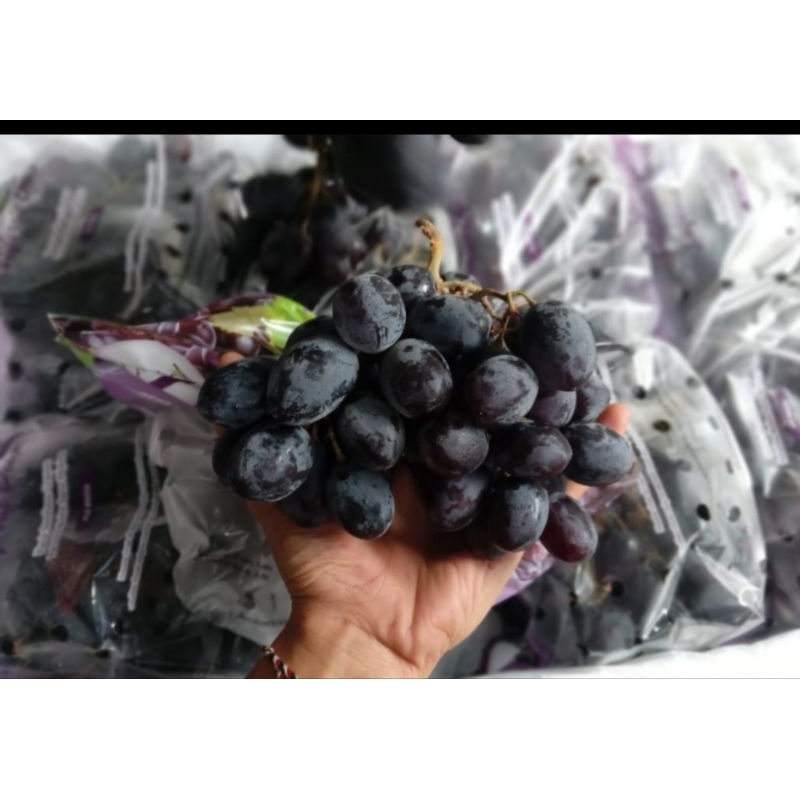 

Anggur Black Autumm Royal USA 1kg