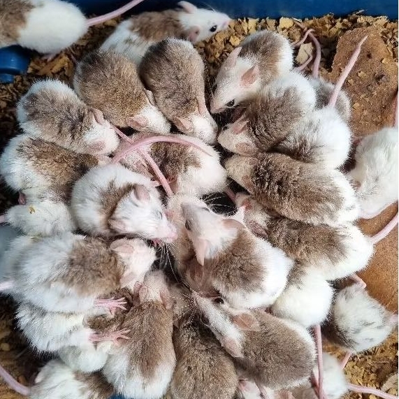 Tikus ASF pakan reptil ball Phyton dll